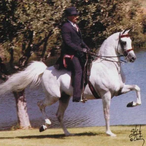 Gai Argosy