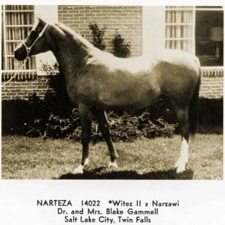 NARTEZA
