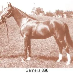 Gamelia