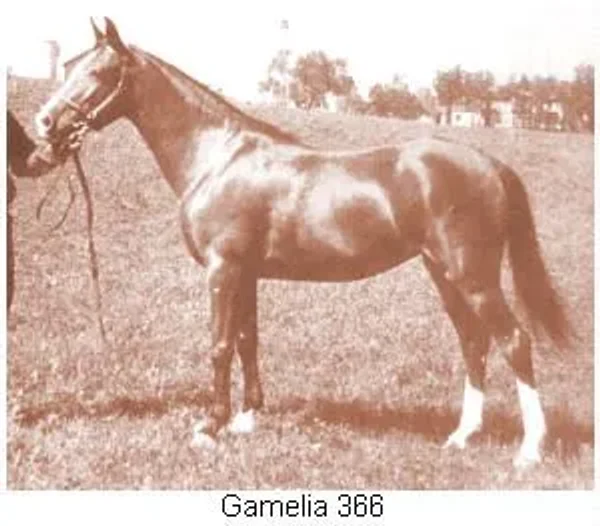 Gamelia