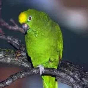 Yellow-crowned Amazon