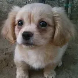 Pekehund (Designer Dog)