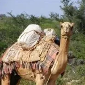 Benadir