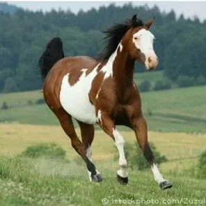 American Paint Horse