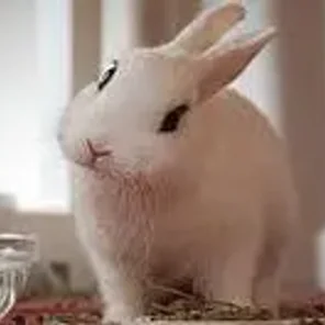 Blanc de Hotot