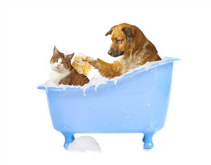 Cat Brushing & Skin Care
