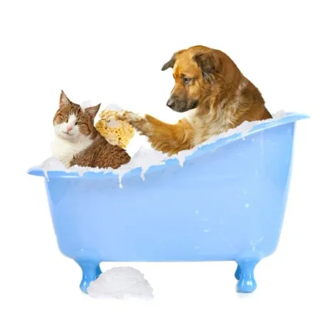 Cat Brushing & Skin Care