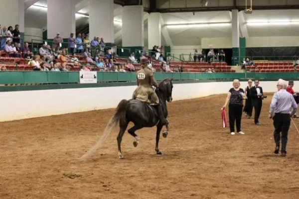 Morgan Southern States Regional Show