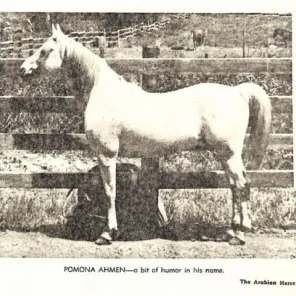 POMONA AHMEN
