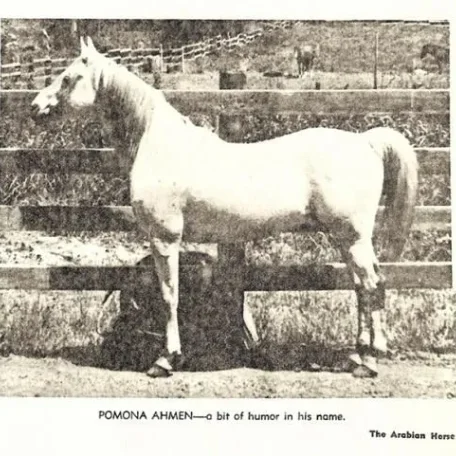 POMONA AHMEN