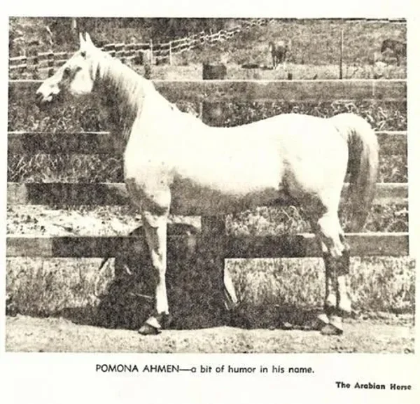 POMONA AHMEN