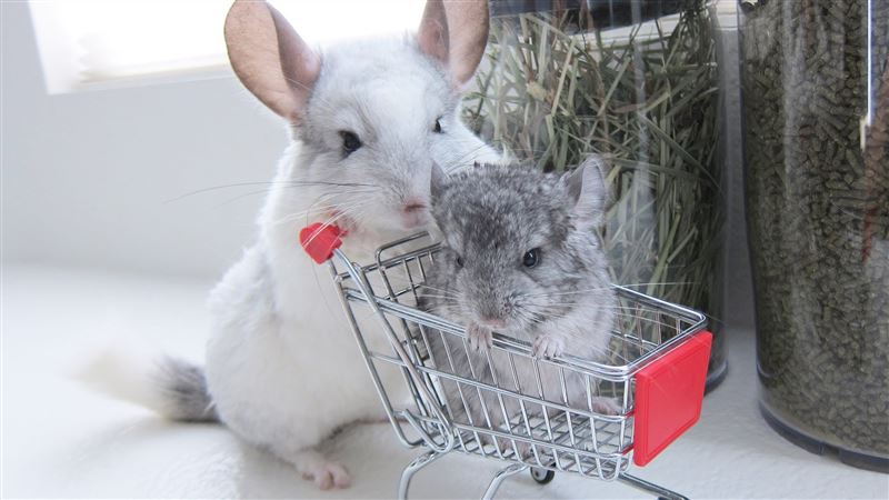 Do Chinchillas Make Good Pets?