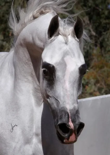 New photo of Jizette...she's so lovely!