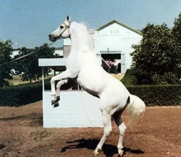 NASLEDNIK