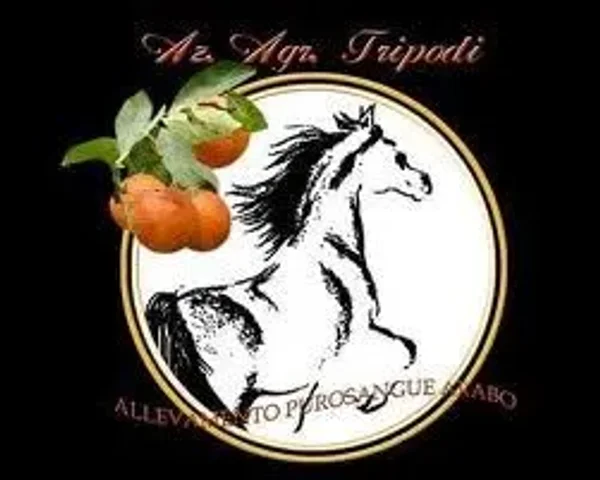 Tripodi Arabians