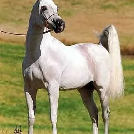 HADAYA EL TAREEF