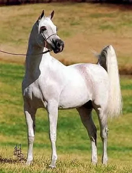HADAYA EL TAREEF