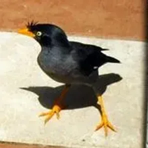 Great Myna