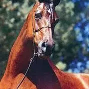 Star Of Ofir
