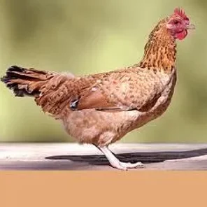 Basque