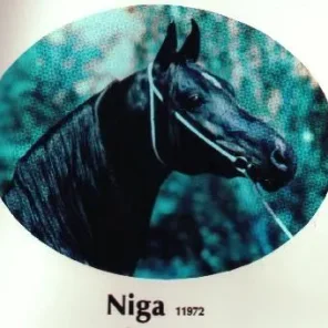 NIGA
