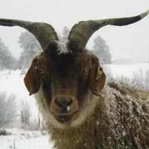 Cashmere Goats