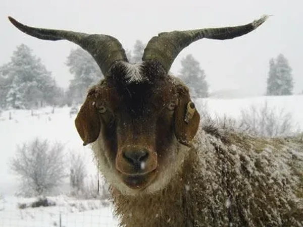 A cashmere goat is any breed of goat that produces cashmere wool, the goat's fine, soft, downy, winter undercoat, in commercial quality and quantity.
