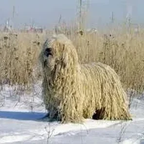 Komondor