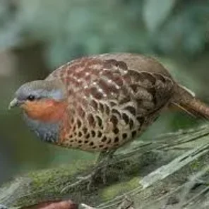 Chinese Bamboo Partridge