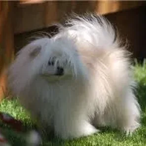 Maltipom (Designer Dog)