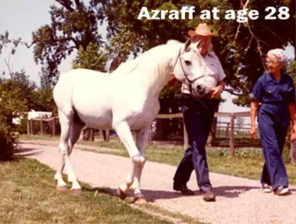 AZRAFF