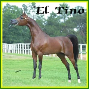 El Tino
