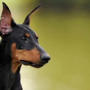 Doberman Pinscher