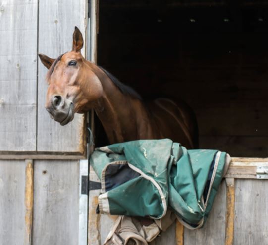 Equestrian Dating: Competing For Attention