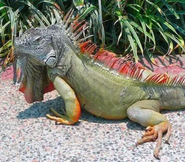 Lizard