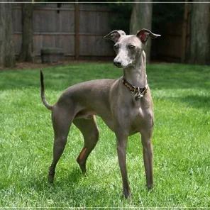 20 Low Maintenance Dog Breeds For You - Part I