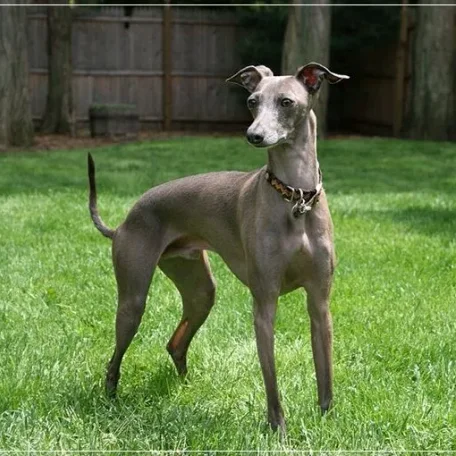 If you have always longed to have a canine pet and have not been able to do so because of lack of time, then think again. There are a few Low Maintenance Dog Breeds.