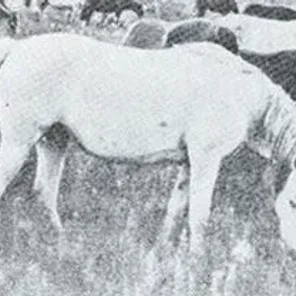 Polnoch