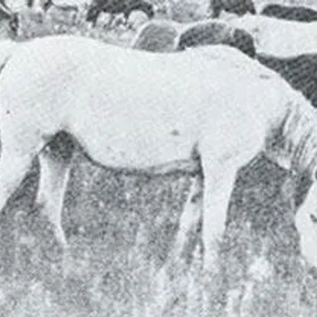 Polnoch