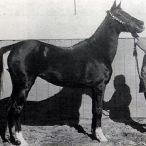 Bint El Bahrein