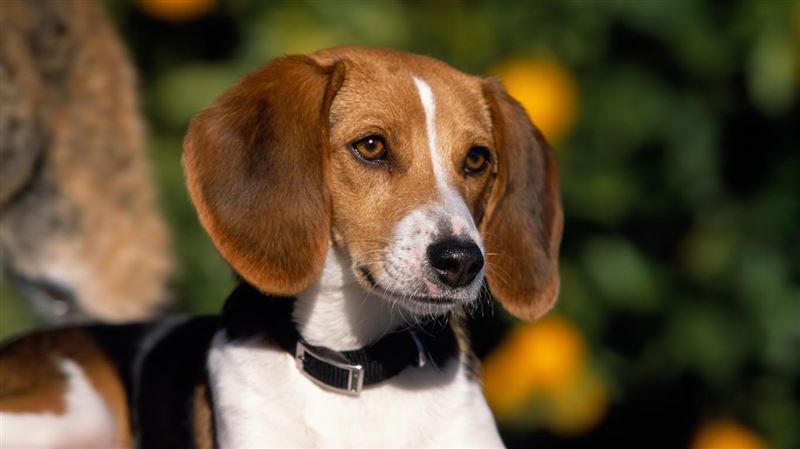 Foxhound