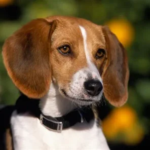 Foxhound