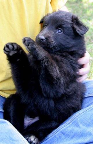 Belgian Sheepdog