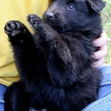 Belgian Sheepdog