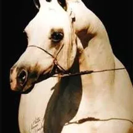 AHT Stallion Cover photo