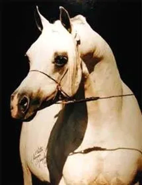 AHT Stallion Cover photo