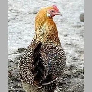Assendelfter