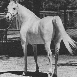 Ansata Abbas Pasha