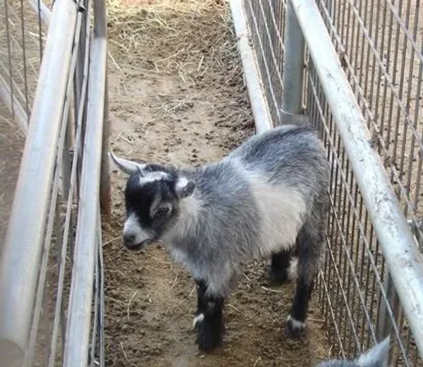Animal Haven Ben Hur