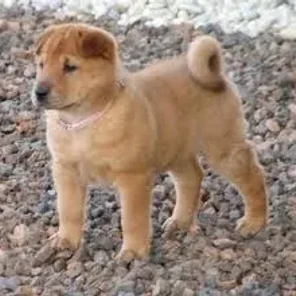 Golden Pei (Designer Dog)